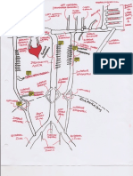 Arterial Tree Cartoon