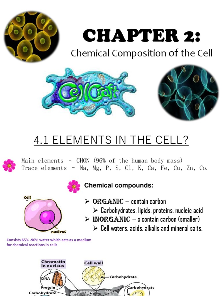Chapter 4 Chemical Composition Notes | PDF | Carbohydrates | Lipid