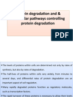Protein Degradation, Molecular Pathways