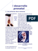 El Desarrollo Prenatal