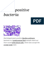 Gram-Positive Bacteria: Rod-Shaped Gram-Positive Bacteria in A Sample Stand Out From Round, Which Also Accept The Stain