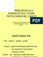 (SME) (Patologías Del Casco) Laminitis