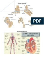 Sistema Articular