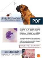 Ehrlichia Canina