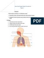 Struktur Dan Fungsi Organ Pernafasan