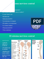 Estructura Del Sistema Nervioso