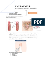 Simulación I Uro