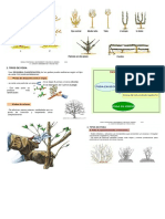 Poda de Formacion en Maracuya