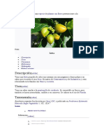 Bunchosia argentea, planta comestible de la familia Malpighiaceae