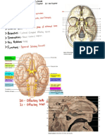 Cranial Nerves Guide