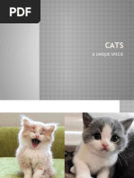Wild Cat Species by Lineage List | PDF | Felidae | Panthera