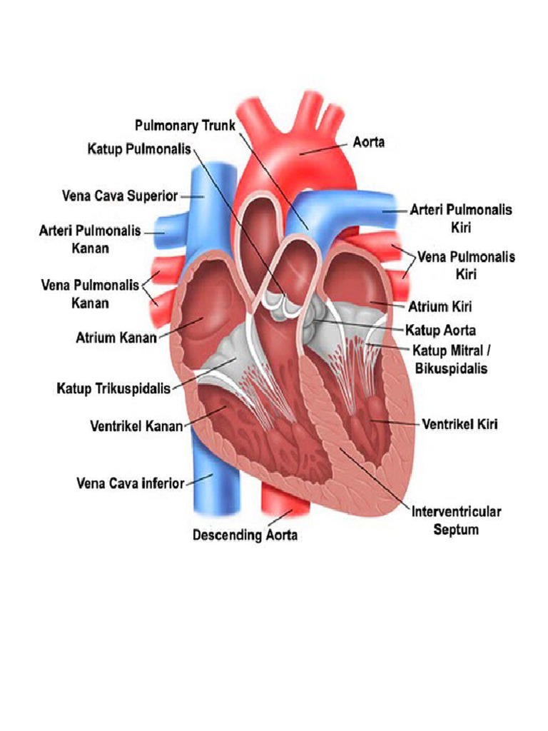 Anatomi Jantung | PDF
