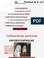 Colibacilosis