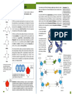 20 Acidos Nucleicos ADN y ARN 1