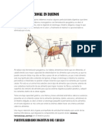 Nutrición equina: particularidades digestivas y requerimientos