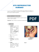 Separata de Aparato Reproductor Humano