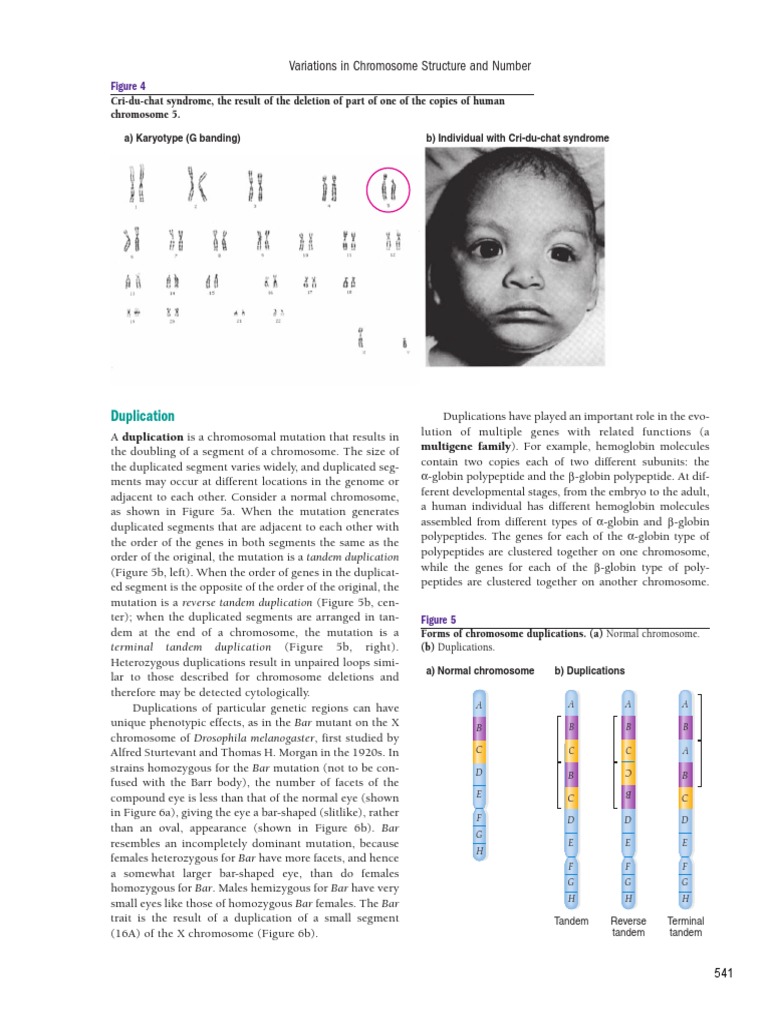 Duplication: Variations in Chromosome Structure and Number | PDF ...