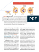 Meiosis Image