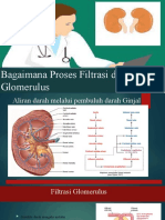 Bagaimana Proses Filtrasi Di Glomerulus