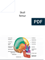 9. SKULL (class-31)