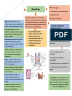Glandula Tiroides COMPLETA.1 Bien