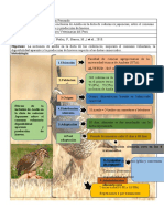 Padilla - Inclusión de Azolla en Dieta de Codornices