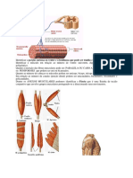 Atlas Sistema Muscular Portg