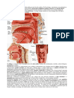 Atlas Sistema Digestivo Portg