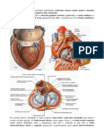 Atlas Sistema Circulatorio Portg
