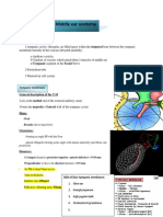 Middle Ear