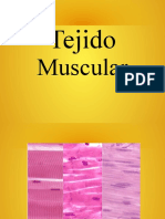 Tejido Muscular 