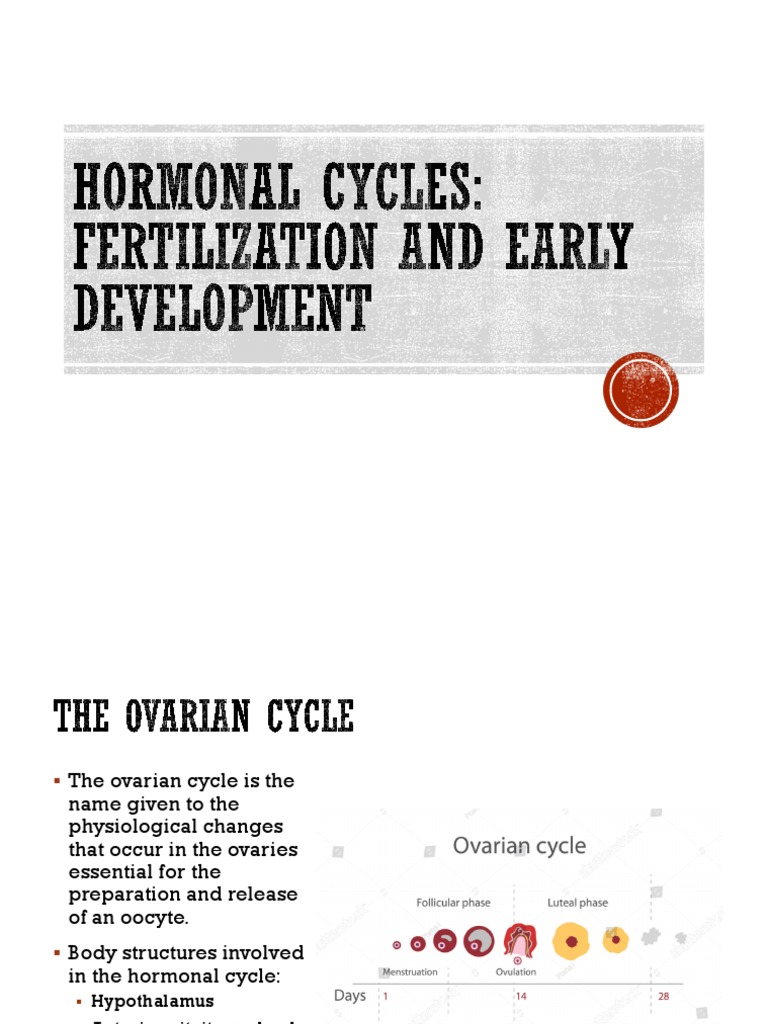Ovarian Cycle Overview and Phases | PDF | Menstrual Cycle | Ovary