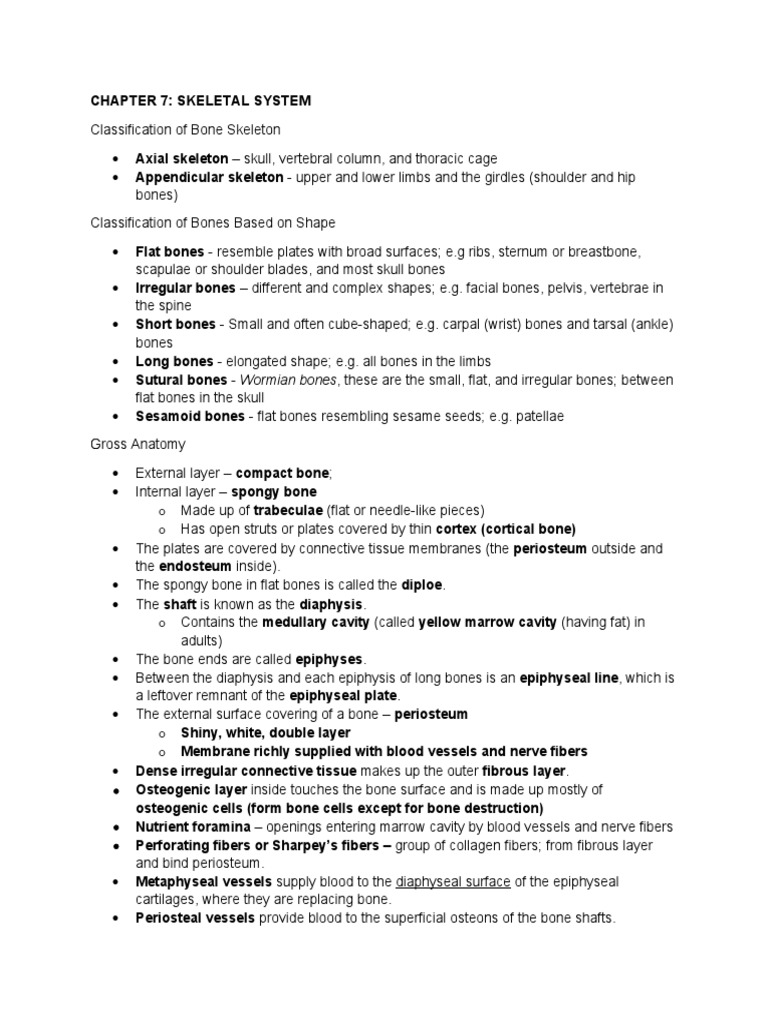 Overview of the Skeletal System | PDF | Osteoblast | Bone