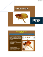 PDF Clase de Siphonaptera-Diptera
