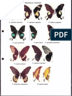 Fieldguide Kupu-Kupu Jawa Barat