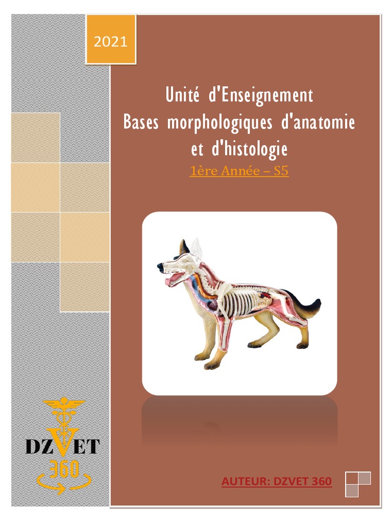 Schéma Plan Sagittal De L animal Vertébré à Respiration Aérienne S5 - Bases Morphologiques D'anatomie Et  d'Histologie-DZVET360-Cours-veterinaires | PDF | Vertèbre | Colonne  vertébrale