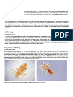 CK - Pediculosis Tropical Infection (Translate)