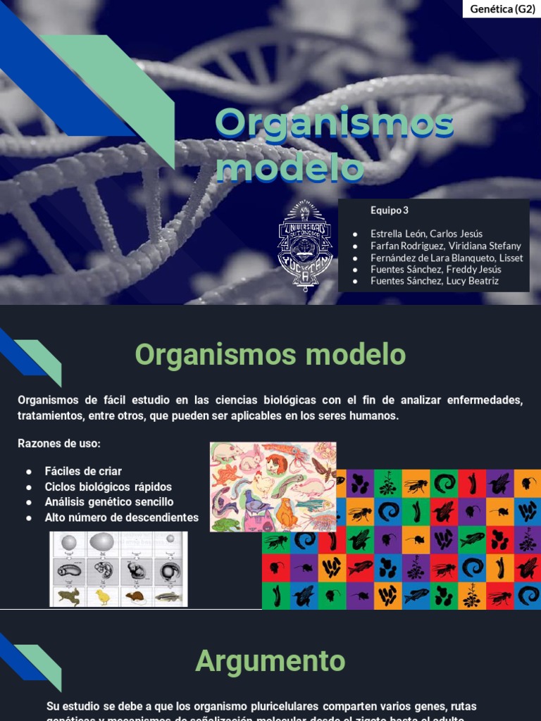 Presentación de Organismos Modelo PDF Organismo modelo Gene