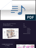 Piel Gruesa y Delgada Histologia