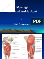 Myologi Knee-Ankle-1