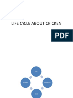 Life Cycle About Chicken