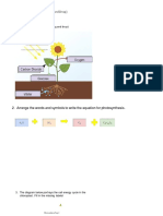 Photosynthesis Labeling (Drag and Drop)