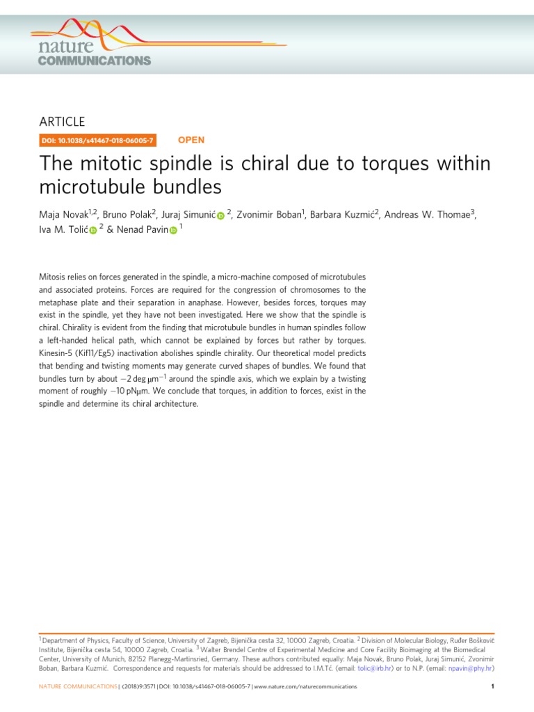 The Mitotic Spindle Is Chiral Due To Torques Within Microtubule Bundles ...