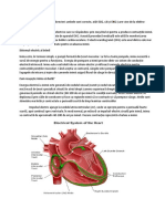 Inima Produce Mici Impulsuri Electrice Care Se Răspândesc Prin Mușchiul Ei Pentru A Produce Contracțiile Inimii