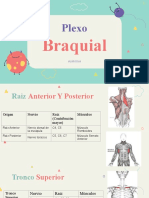 Plexo braquial y cervical