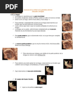 Anatomia de Cavidad Oral y Glandulas