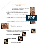 Anatomia de Cavidad Oral y Glandulas