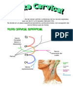 Plexo Cervical