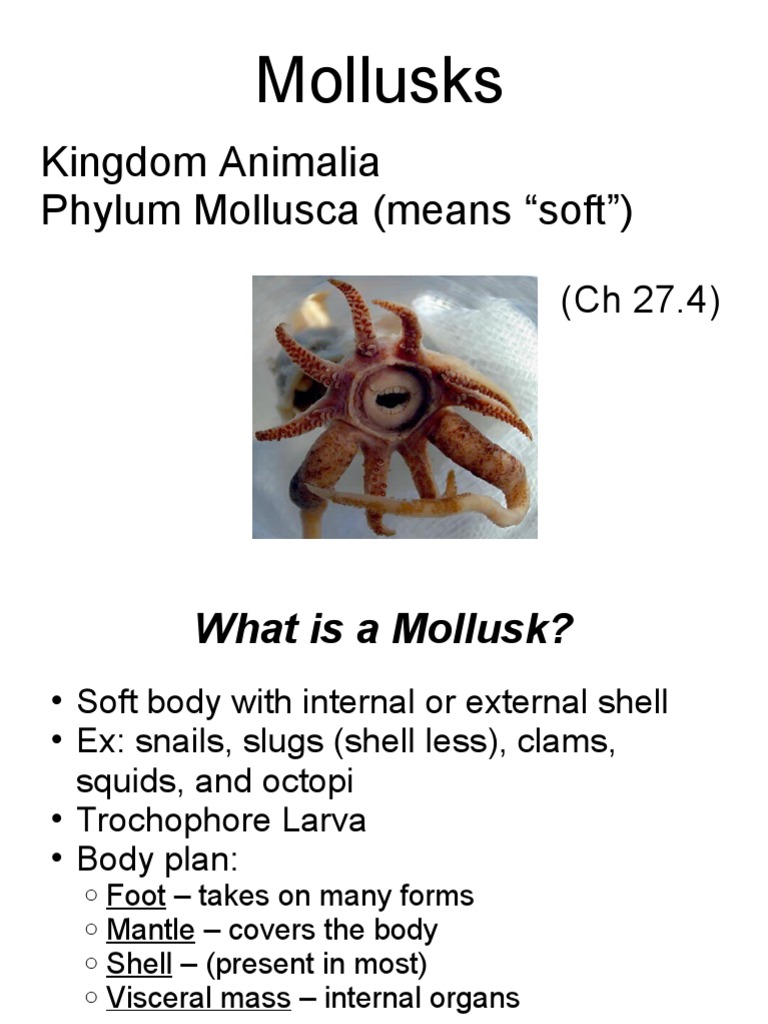 Mollusks: Kingdom Animalia Phylum Mollusca (Means "Soft") | PDF