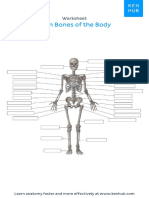 Worksheet of Main Bones of the Body (Unlabeled)